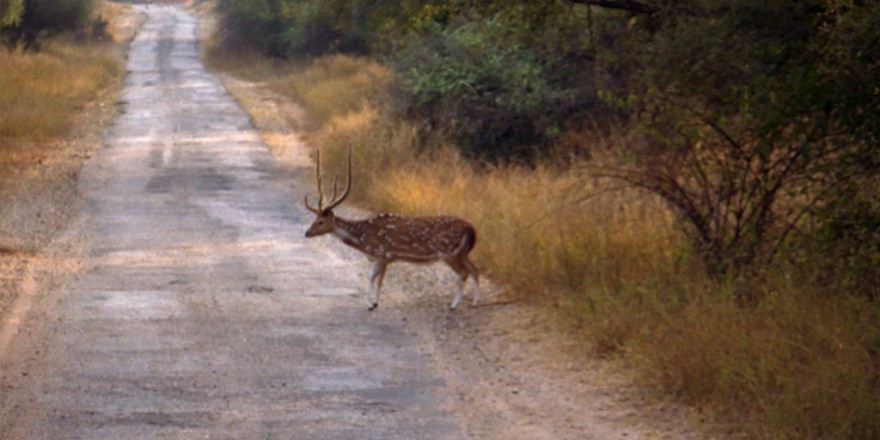 Sariska-Park-Wikipedia-Image