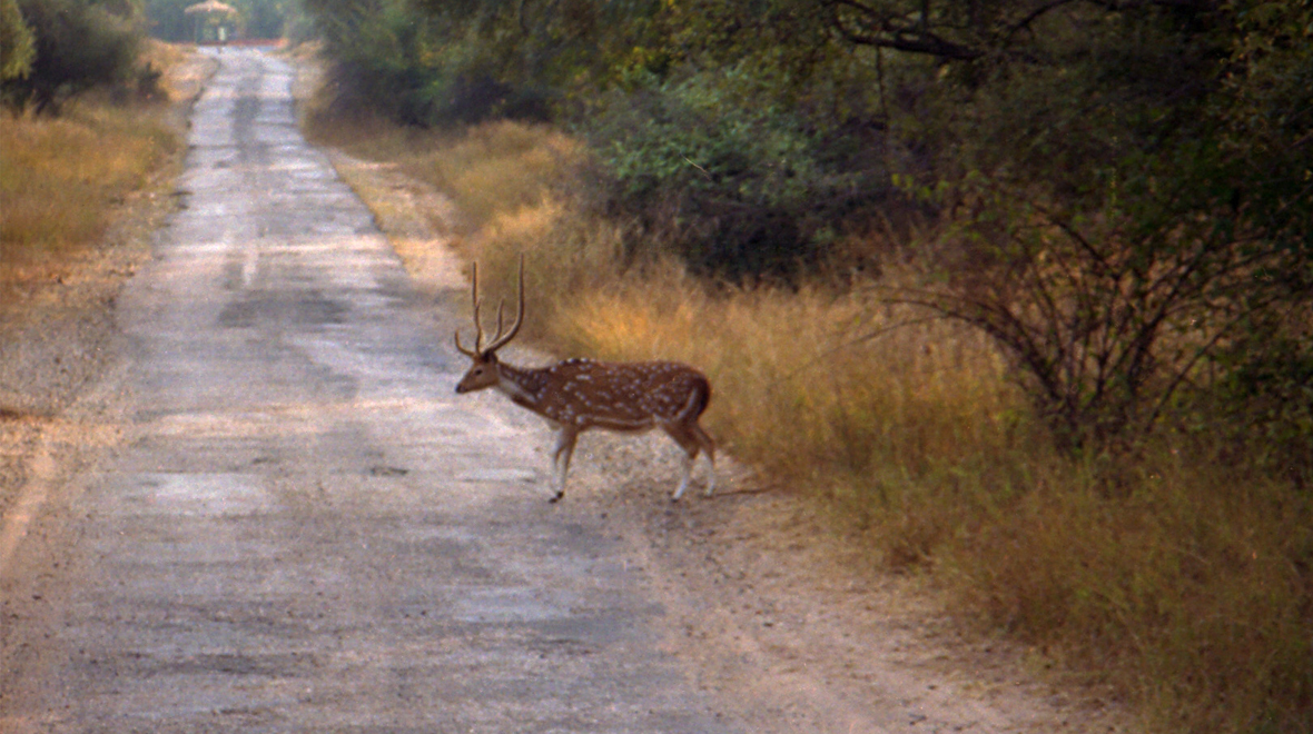 Sariska-Park-Wikipedia-Image