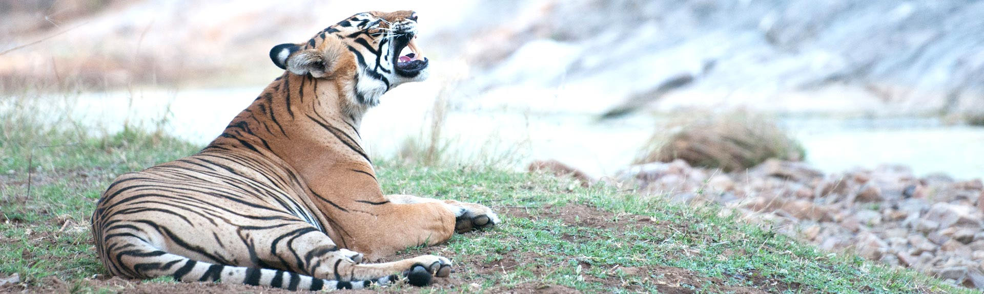 Sariska Tiger Reserve